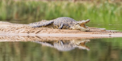 Nilen krokodille som hviler på en sandbanke, Zambesi-elven, Botswana