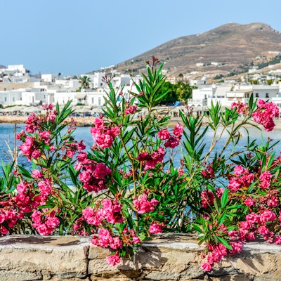 Fargerike blomster på den greske øya Paros