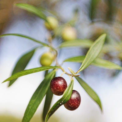Umodne, røde oliven henger ytterst på grenen på oliventreet foran en blurret bakgrunn