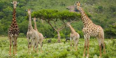Fem sjiraffer som stod spredt rundt et akasietre ved foten av et fjell i Kruger nasjonalpark.