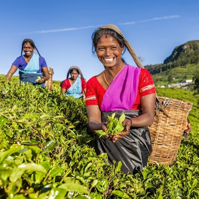 Tamilske kvinner plukker teblader nær Nuwara Eliya, Sri Lanka (Ceylon)