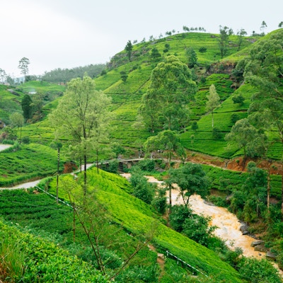 Teplantasjer i Nuwara Eliya, Sri Lanka. Panorama i høy oppløsning, tatt med Canon 5D mk III