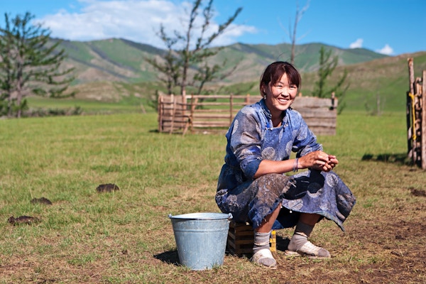 Mongolsk kvinne i nasjonale klær som melker en yak.