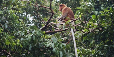 Proboscis Monkey i Kinabatangan River (Sandakan, Sabah, Borneo, Malaysia)