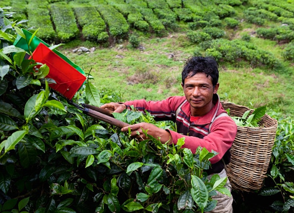"Teplukker som samler blader på teplantasjen i Cameron Highlands, Malaysia"