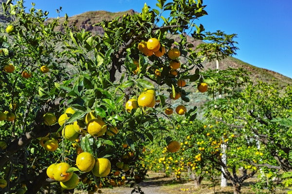 Appelsinplantasje i Agaete-dalen, Gran Canaria, Kanariøyen, Spania