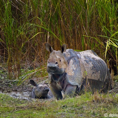Rhino mud bath mother rhino with her calf in kaziranga np