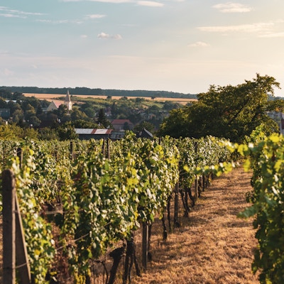 Vinmarker i Lillekarpatene, et av Slovakias mest kjente vindistrikter