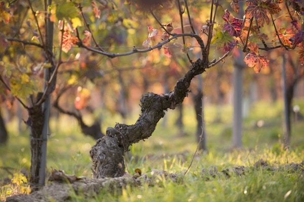 Nærbilde av vinranke om høsten.