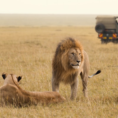 Afrikansk løvepar og safari-jeep i Masai Mara i Kenya.