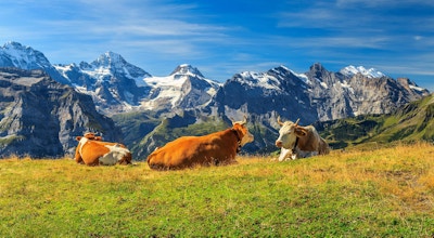 Kyr som beiter på en eng og høye snødekte fjell i bakgrunn, Mannlichen, Bernese Oberland, Sveits, Europa