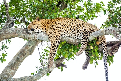 Leopard som hviler etter å ha spist / matet med full mage - veldig slapp og fri