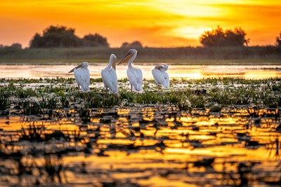 Donau-deltaet, Romania. Pelikaner ved soloppgang