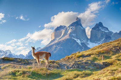 En Guanako med høye fjell i bakgrunnen i det chilenske Patagonia