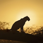 Leopard med bakgrunnsbelysning i solnedgang.
