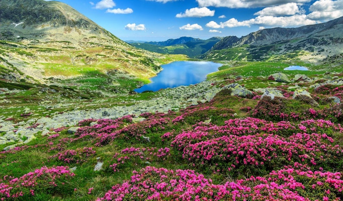 Alpin isbre, høye fjell og fantastiske rosa rhododendron blomster, Retezat nasjonalpark, Karpater, Romania, Europa