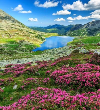 Alpin isbre, høye fjell og fantastiske rosa rhododendron blomster, Retezat nasjonalpark, Karpater, Romania, Europa
