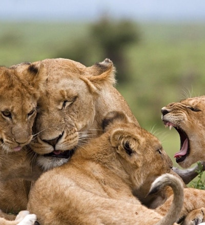 Løvefamilie i Afrika.