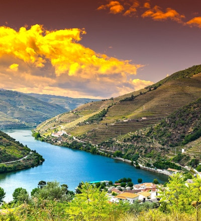 Reis i River Douro-regionen i Portugal blant vingårder og olivenlunder. Vinbruk i de portugisiske landsbyene ved soloppgang