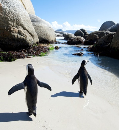 Pingviner ved Boulders Beach, Cape Town