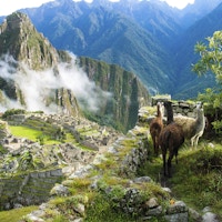 Llamaer som er ute å gresser med mystiske Machu Picchu i bakgrunnen