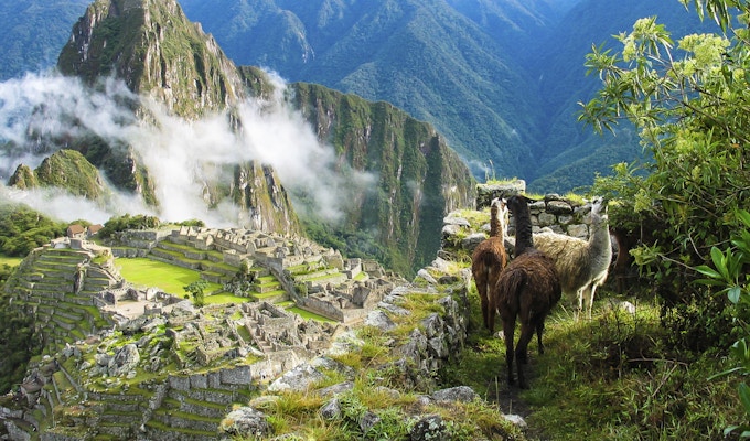 Llamaer som er ute å gresser med mystiske Machu Picchu i bakgrunnen
