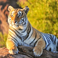 Den majestetiske, indiske tigeren