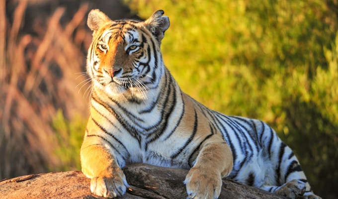 Den majestetiske, indiske tigeren
