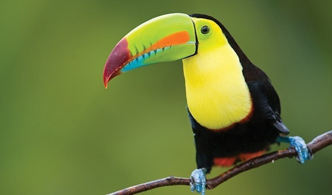Papegøye på Costa Rica