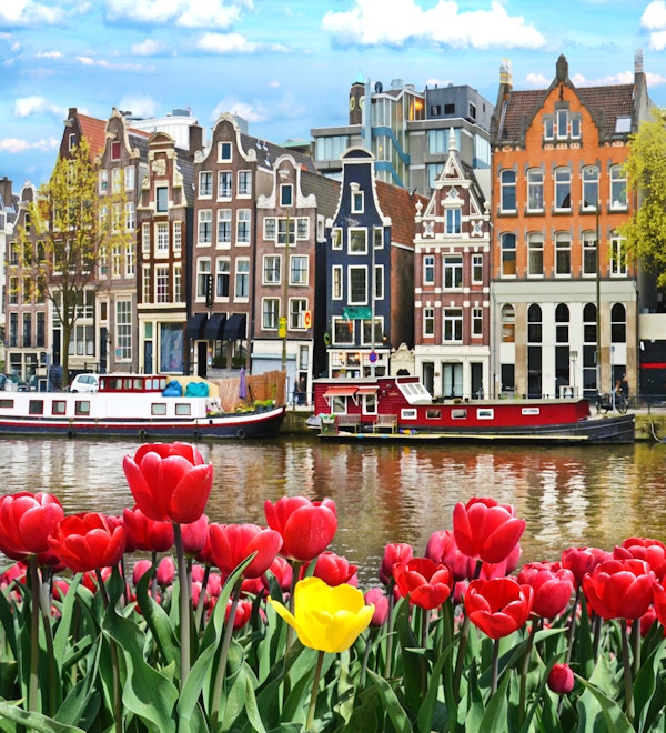 Vakkert landskap med tulipaner og hus i Amsterdam, Holland (gratulasjonskort - konsept)
