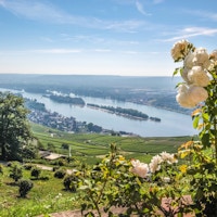 Oversiktsbilde over vinmarker og Rhinen