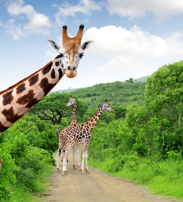 Giraffer i Kruger Nasjonalpark, Sør-Afrika