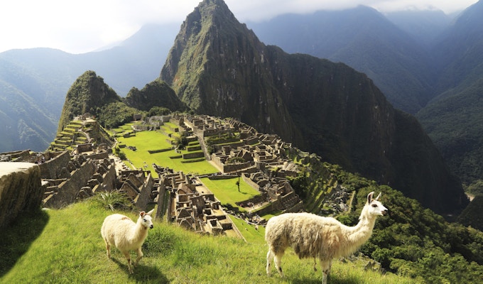 Llama på Machu Picchu i Peru