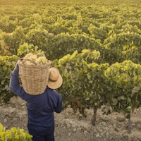 Mann fotografert bakfra i vinmark med kurv med druer på skuldra.