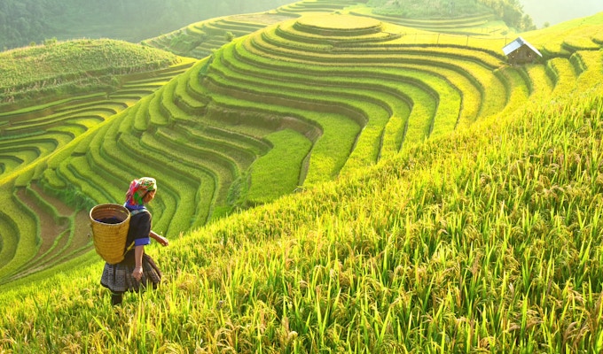 Rismarker på terrasser av Mu Cang Chai, YenBai, rismarker forbereder innhøstingen ved Nordvest-Vietnam.Vietnam-landskap.