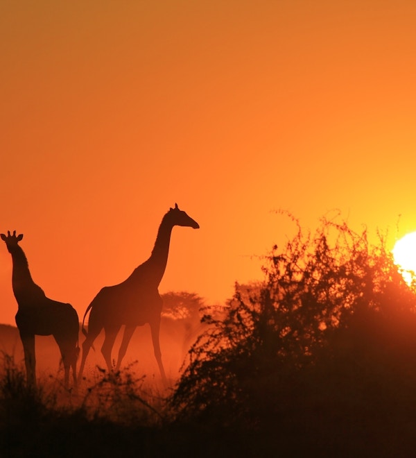 Siluetter av tre giraffer mot en oransje himmel og en glødende sol.