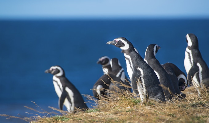 Koloni av magellanske pingviner (Spheniscus magellanicus) på Isla Magdalena Punta Arenas, Patagonia, Chile