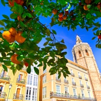 Appelsintrær i forgrunnen og klassiske bygninger i bakgrunnen.