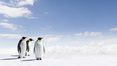 Tre keiserpingviner som står sammen på isen i Antarktis