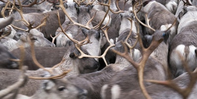Mange reinsdyr står i tett flokk