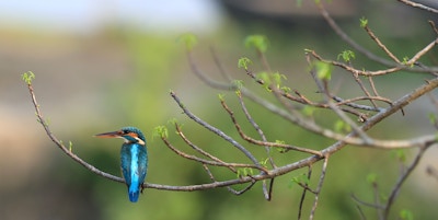 Kingfisher of the Sundarbans