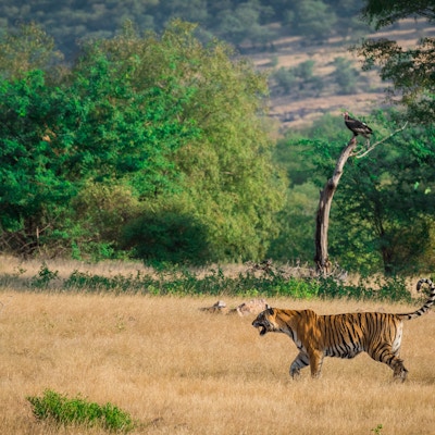 En vakker tiger og en gribb i en vakker grønn bakgrunn i Ranthmbore nasjonalpark, India