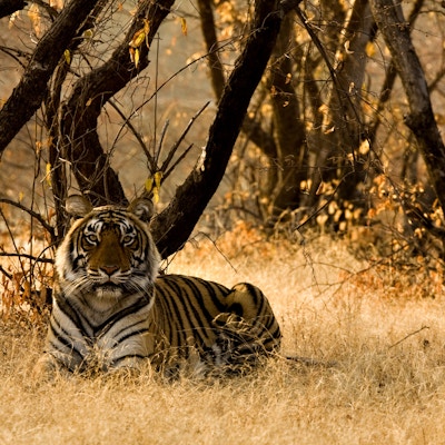 En bengaltiger som ligger i villmarken i Ranthambore Nasjonalpark i India