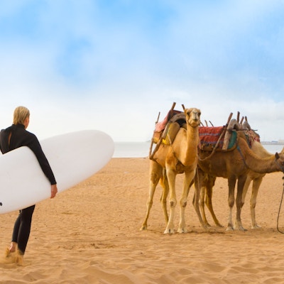 Kvinnelig surfer og kameler på stranden i Essaouira, Marokko, Afrika.