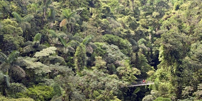 en hengebro i regnskogen