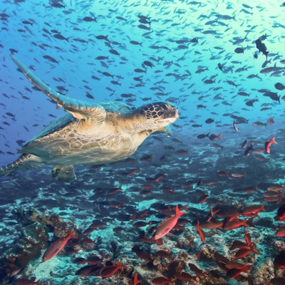 Skilpadde som svømmer over en fiskeskole i Galapagos