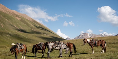 Hester i naturskjønne omgivelser i Kirgisistan.