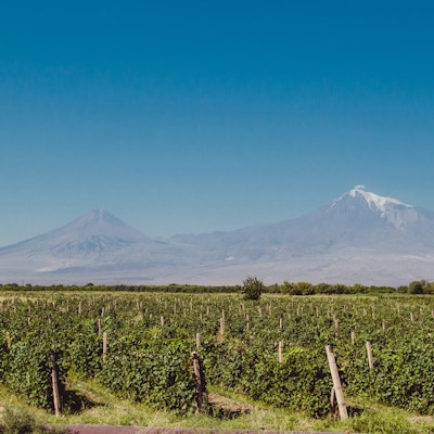 Vingård i Araratdalen. Mount Ararat på bakgrunn.