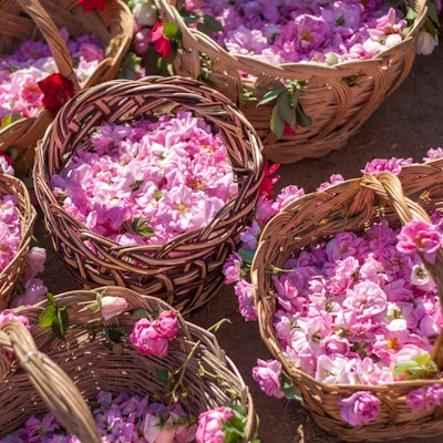 Kurv fylt med bulgarske rosa roser