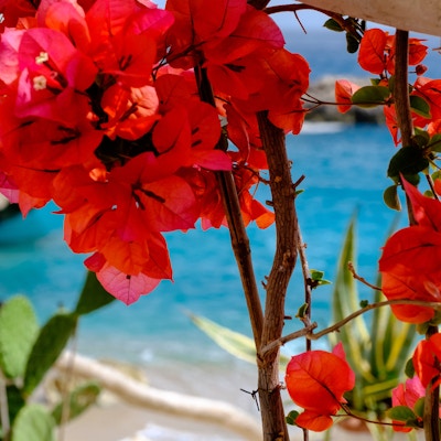 Lyse farger på Capri blomster med blått hav på bakgrunnen, Capri, Italia.